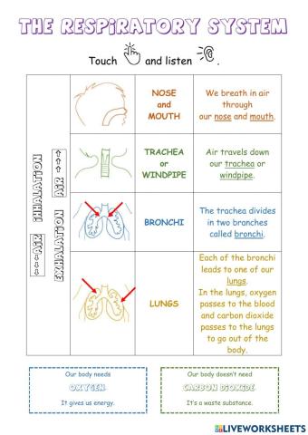 The respiratory system (theory).