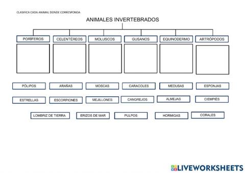 Clasificacion invertebrados