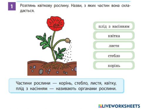 З чого складається рослина?