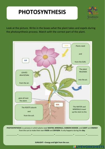 Photosynthesis