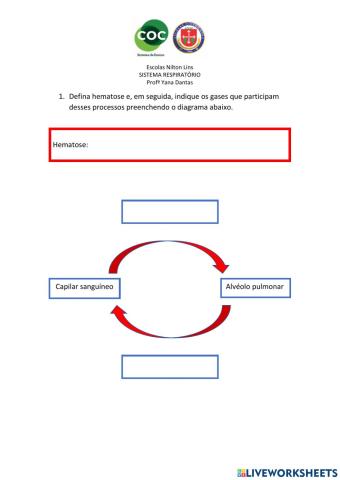 Sistema Respiratório - Processos respiratórios