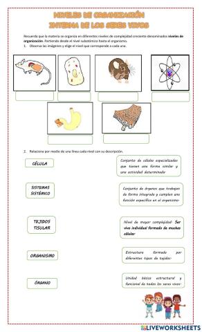 Niveles de organización interna de los seres