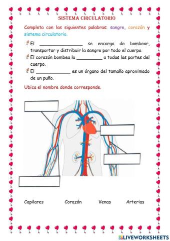 Sistema circulatorio