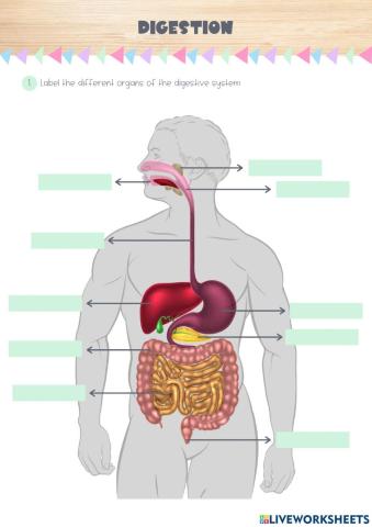 Digestive system