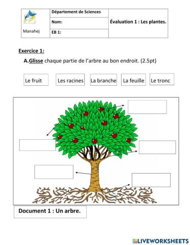 Les parties d'une plante eb1