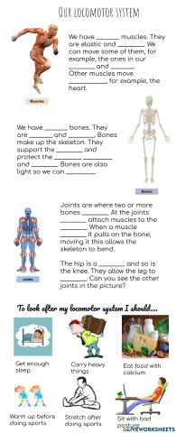 Our locomotor system