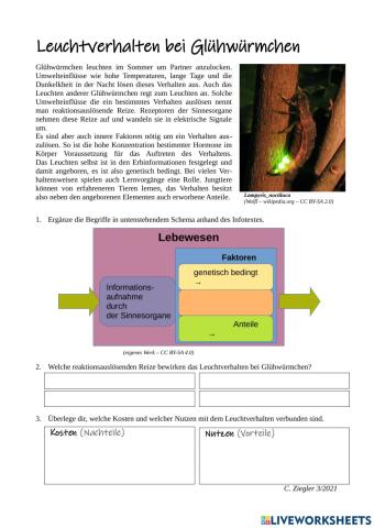 Leuchtverhalten bei Glühwürmchen