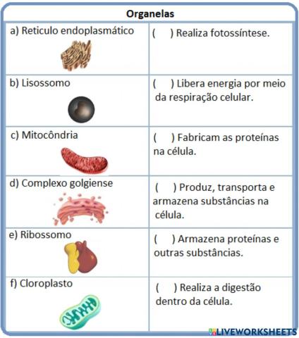 Organelas