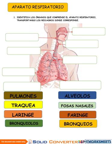 Aparato Respiratorio