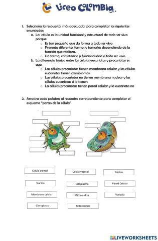 Organización interna de los seres vivos