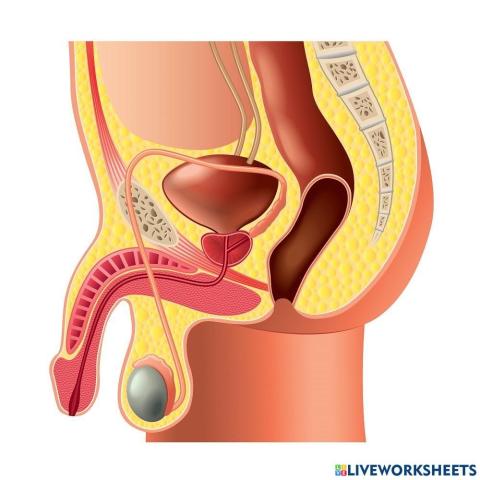 L'aparell reproductor Masculí