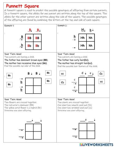 Punnett Square