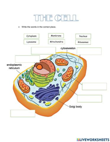 The cell