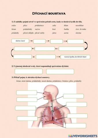 Dýchací soustava