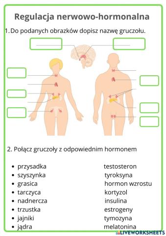 Regulacja nerwowo- hormonalna