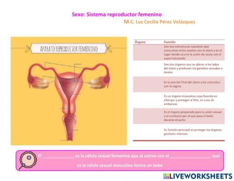 Sistema reproductor