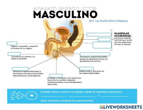 Aparato reproductor masculino