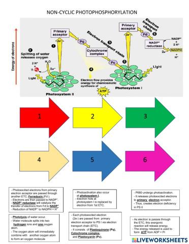 Non-cyclic Photophosphorylation