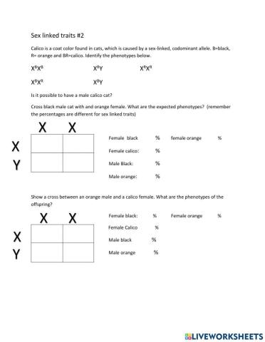 Calico Cat genetics