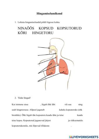 Hingamiselundkond