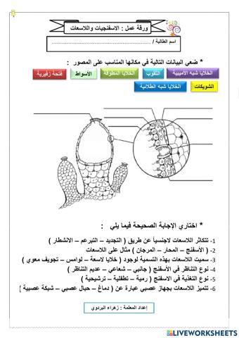 الاسفنجيات واللاسعات