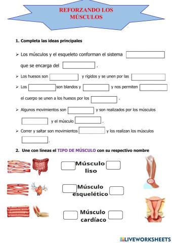 Tipos de músculos