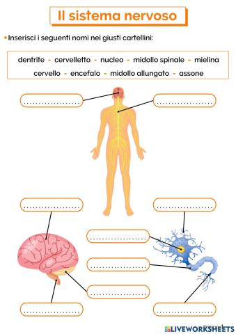 Sistema nervoso