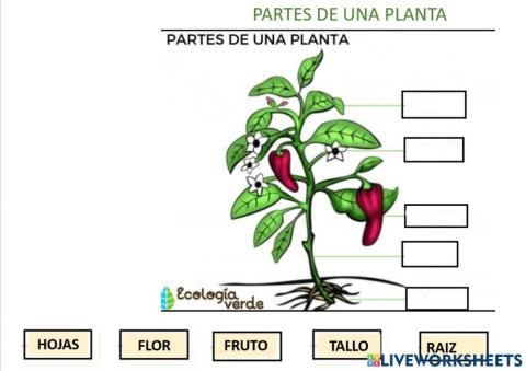 Partes de una planta