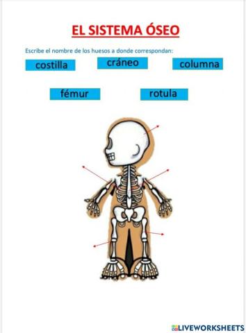 EL SISTEMA OSEO