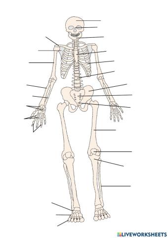 Aparell Locomotor: ossos