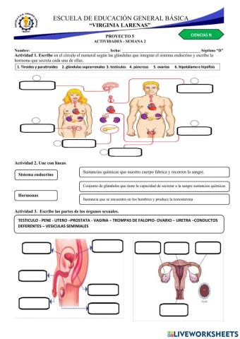 Cuerpo humano