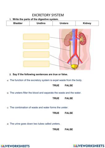 Excretory system