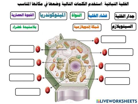 الخلية النباتية