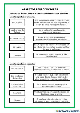 Órganos de los aparatos reproductores