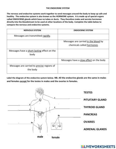 Endocrine system