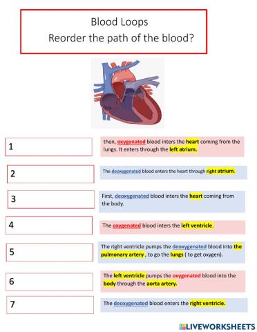 The blood loop