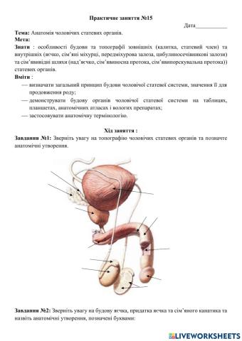 Практичне заняття №15