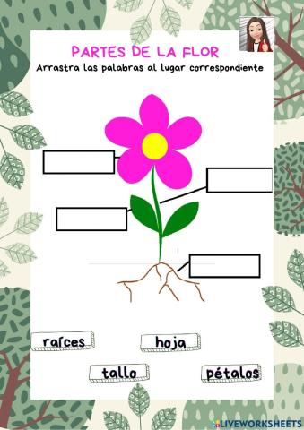 Partes de la flor