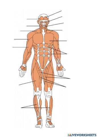 Aparell Locomotor: Musculatura anterior