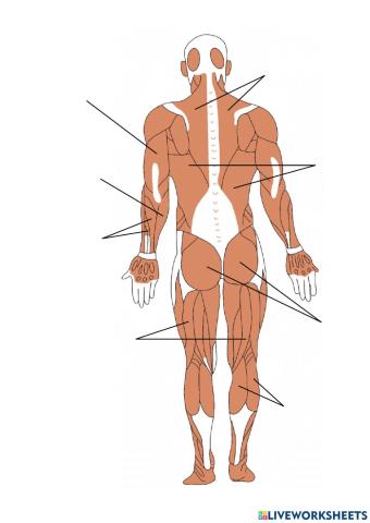 Aparell Locomotor: Musculatura posterior