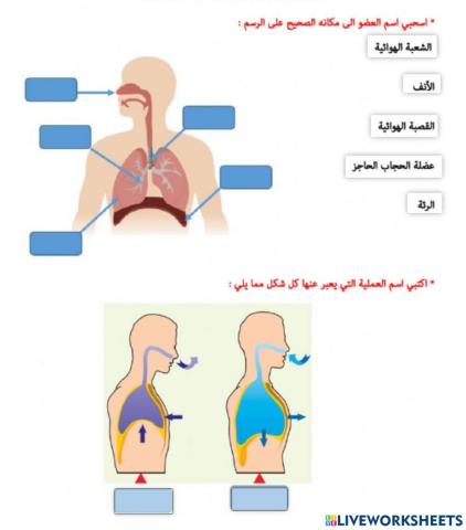 الجهاز التنفسي