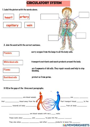 Circulatory system