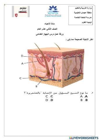 ورقة عمل تفاعلية