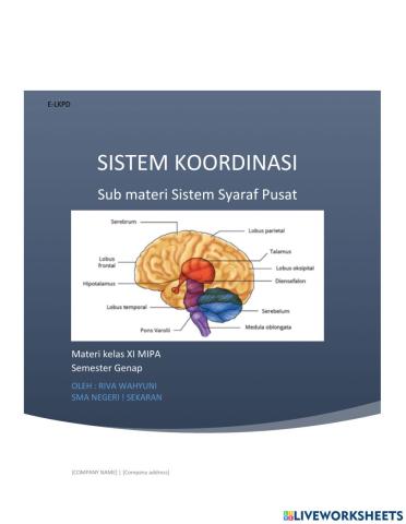 Lkpd sistem koordinasi