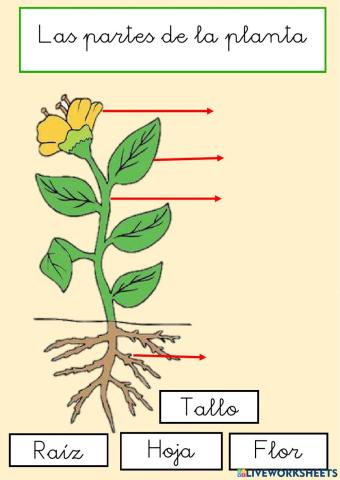 Partes de la planta