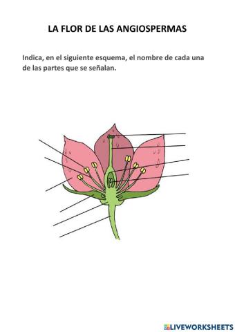 La flor de las angiospermas