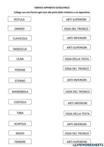 Verifica apparato scheletrico