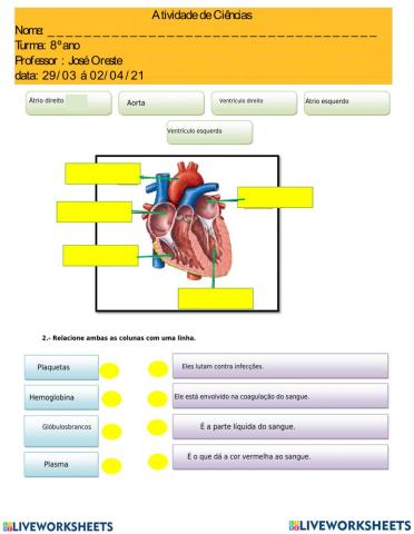 Sistema circulatório