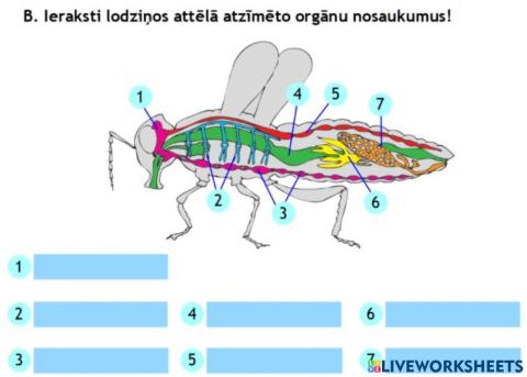 Posmkāju iekšējā uzbūve