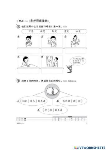 一年级科学程序技能：观察